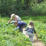 picking strawberries with oma