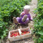 tantrum in the strawberry field