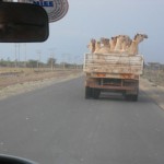 camels driving down the road