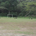 the baboons playing soccer