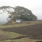 the tree we climbed